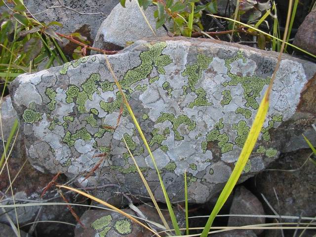 Lichene da determinare